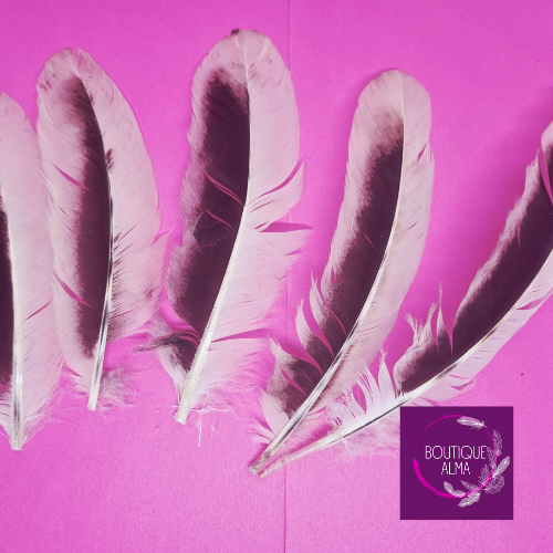 Plume de coq naturelles de coq blanches et noires - lot de 5