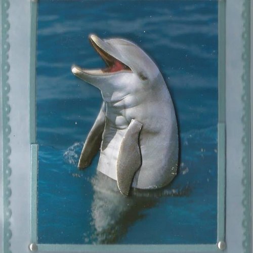 Carte dauphins - da 11