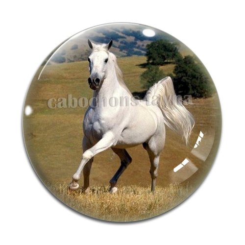 Cabochon cheval, cabochon résine, verre rond différente taille