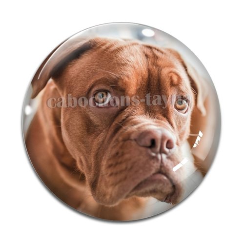 Cabochon chien, cabochon résine, verre rond différente taille
