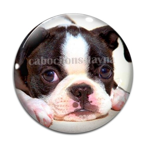 Cabochon chien, cabochon résine, verre rond différente taille