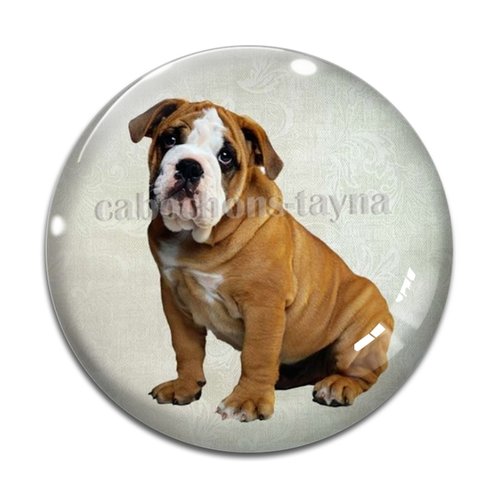 Cabochon chien, cabochon résine, verre rond différente taille