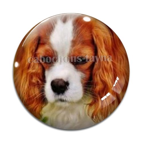 Cabochon chien, cabochon résine, verre rond différente taille