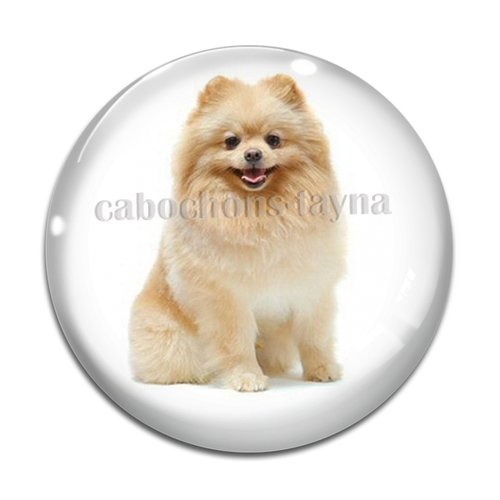Cabochon chien, cabochon résine, verre rond différente taille