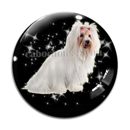 Cabochon chien, cabochon résine, verre rond différente taille