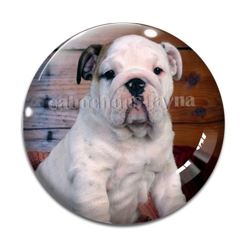 Cabochon chien, cabochon résine, verre rond différente taille