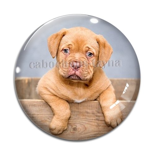 Cabochon chien, cabochon résine, verre rond différente taille