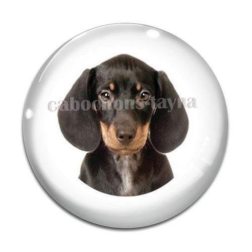 Cabochon chien, cabochon résine, verre rond différente taille