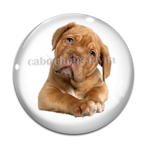 Cabochon chien, cabochon résine, verre rond différente taille