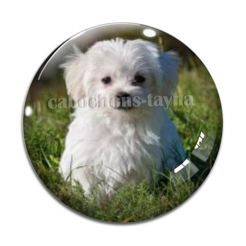 Cabochon chien, cabochon résine, verre rond différente taille
