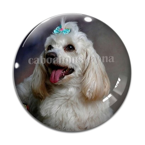 Cabochon chien, cabochon résine, verre rond différente taille