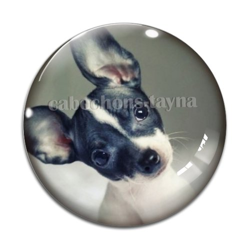Cabochon chien, cabochon résine, verre rond différente taille