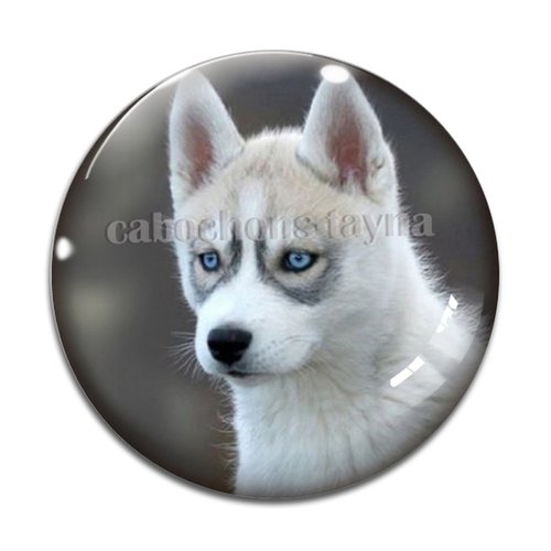 Cabochon chien, cabochon résine, verre rond différente taille