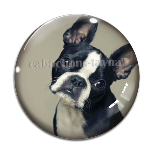 Cabochon chien, cabochon résine, verre rond différente taille