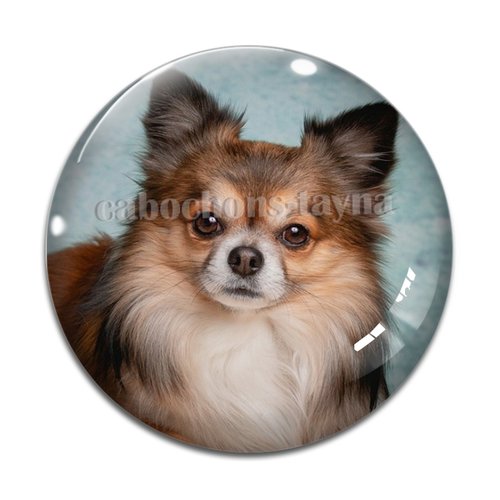 Cabochon chien, cabochon résine, verre rond différente taille