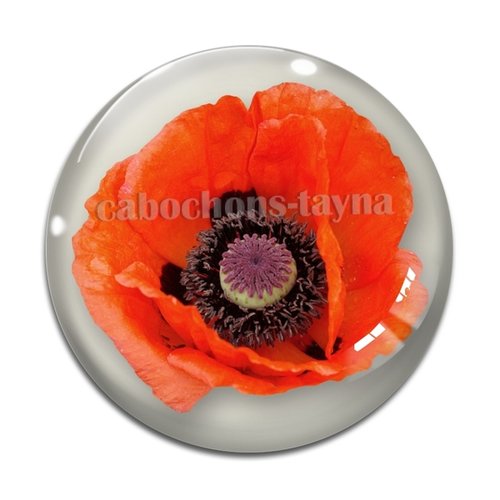 Cabochon fleur coquelicot, cabochon résine, verre rond différente taille