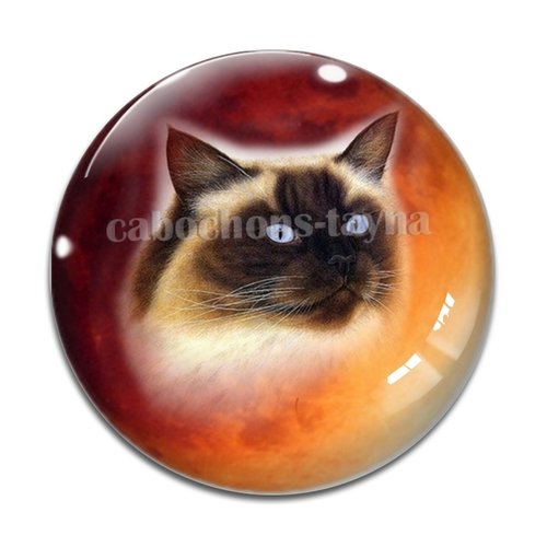 Cabochon chat, en résine ou en verre différente taille