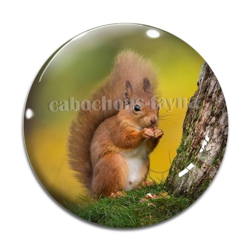 Cabochon écureuil, en résine ou en verre différente taille