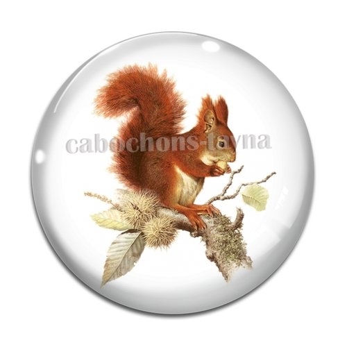 Cabochon écureuil, en résine ou en verre différente taille