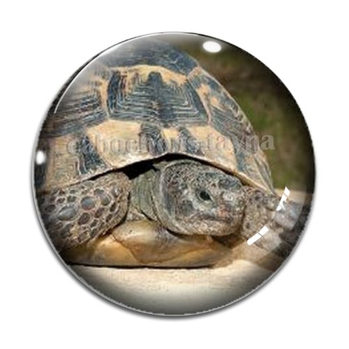 Cabochon tortue, en résine ou en verre différente taille