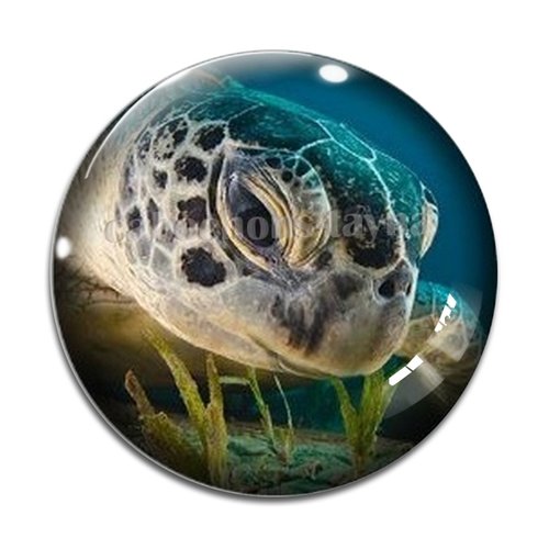 Cabochon tortue de mer, en résine ou en verre différente taille
