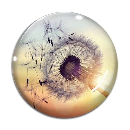 Cabochon pissenlit, résine ou en verre différente taille