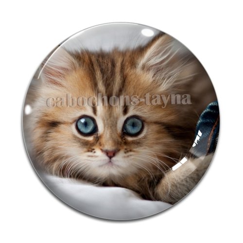Cabochon chat, résine ou verre différente taille
