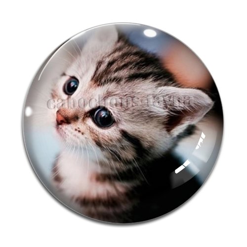 Cabochon chat, résine ou verre différente taille