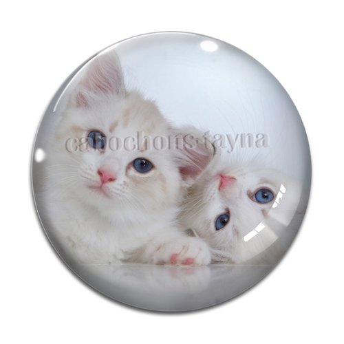 Cabochon chat, résine ou verre différente taille