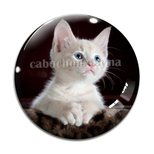 Cabochon chat, résine ou verre différente taille
