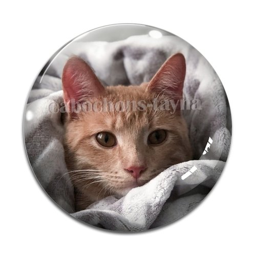 Cabochon chat, résine ou verre différente taille