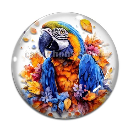 Cabochon perroquet, cabochon résine ou verre rond différente taille