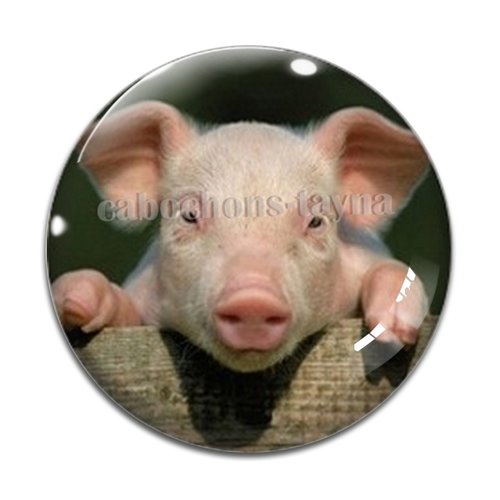 Cabochon cochon, cabochon résine ou verre rond différente taille