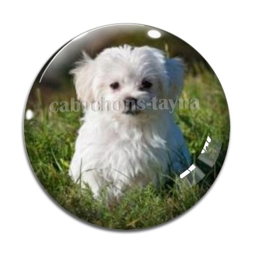 Cabochon chien, cabochon résine - ou verre rond différente taille