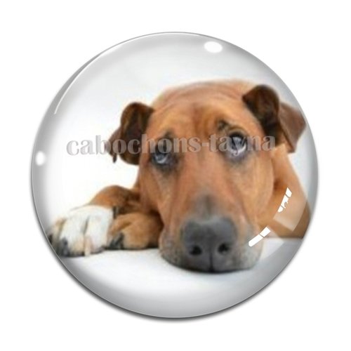Cabochon chien, cabochon résine - ou verre rond différente taille