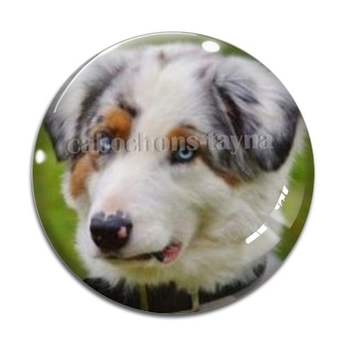 Cabochon chien, cabochon résine - ou verre rond différente taille