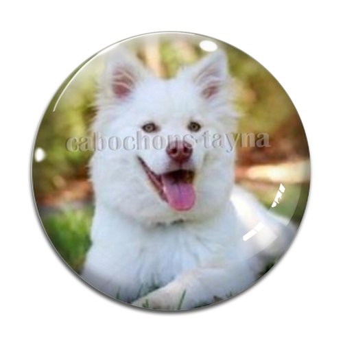 Cabochon chien, cabochon résine - ou verre rond différente taille