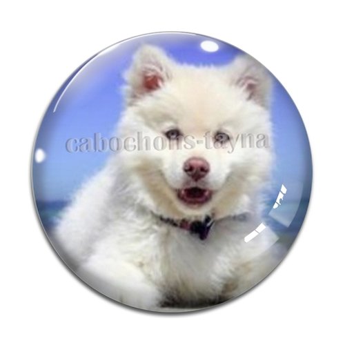 Cabochon chien, cabochon résine - ou verre rond différente taille
