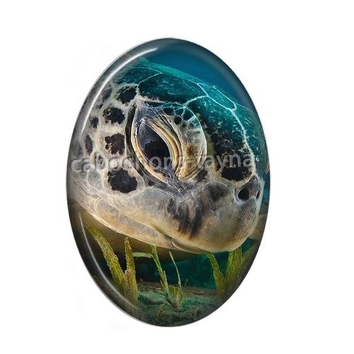 Cabochon tortue ovale, résine ou verre