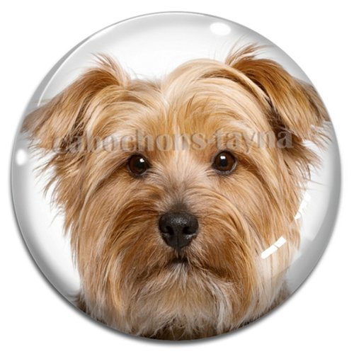 Cabochon chien, cabochon résine ou verre rond différente taille
