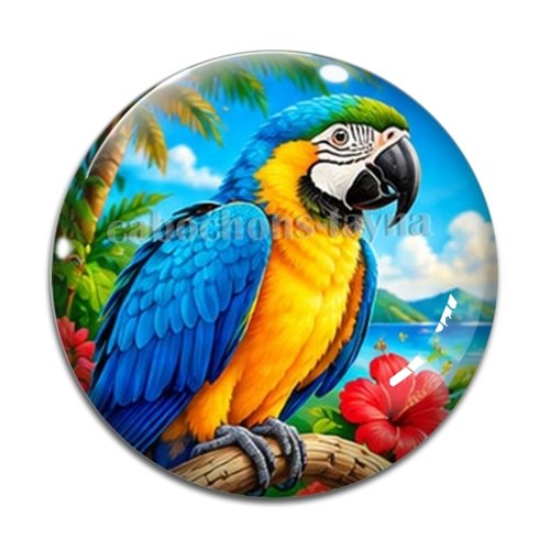 Cabochon perroquet, cabochon résine ou verre rond différente taille