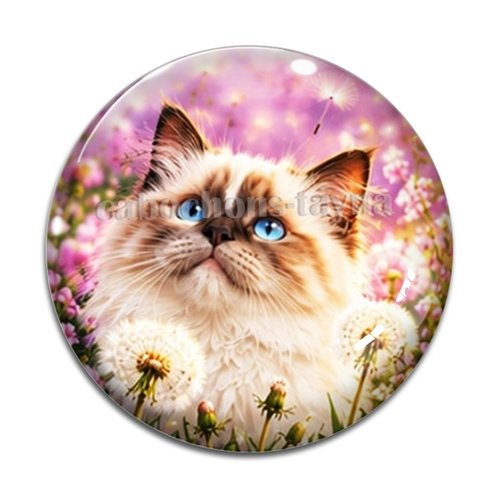 Cabochon chat, résine ou verre rond différente taille