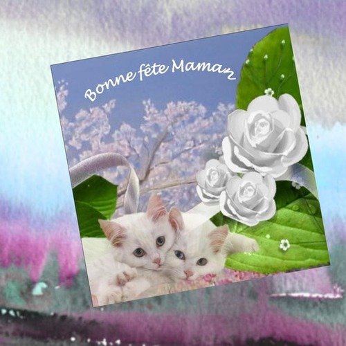 Carte Avec Chat Fete Des Meres Carree Et Double Chatons Blancs Un Grand Marche