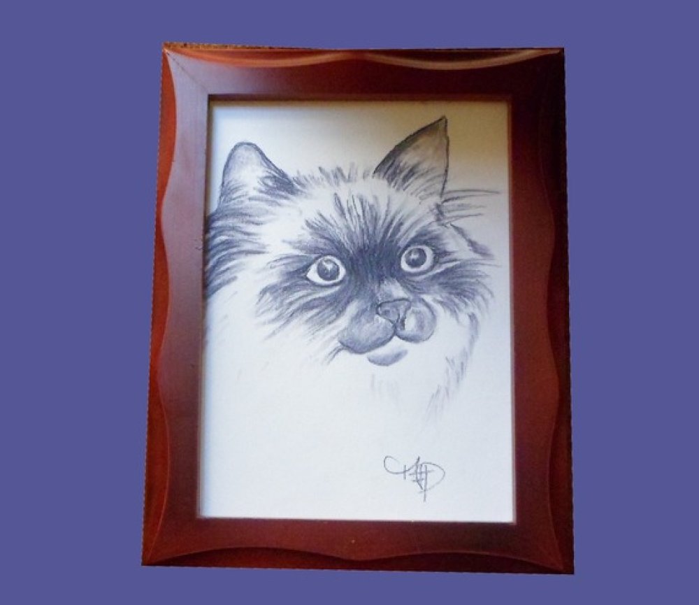 Petit Portrait De Chat Au Pastel Sec Chat Sacre De Birmanie Un Grand Marche