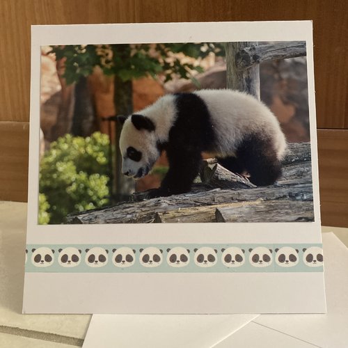 Carte photo : bébé panda