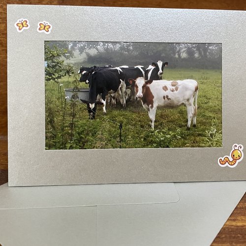 Carte photo : un troupeau de vaches