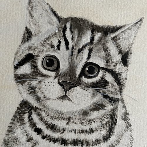Portrait de chat