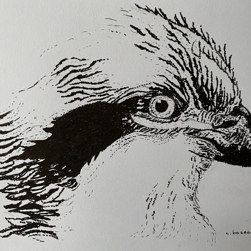 Portrait d un aigle