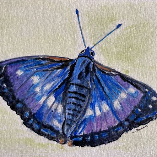 Papillon