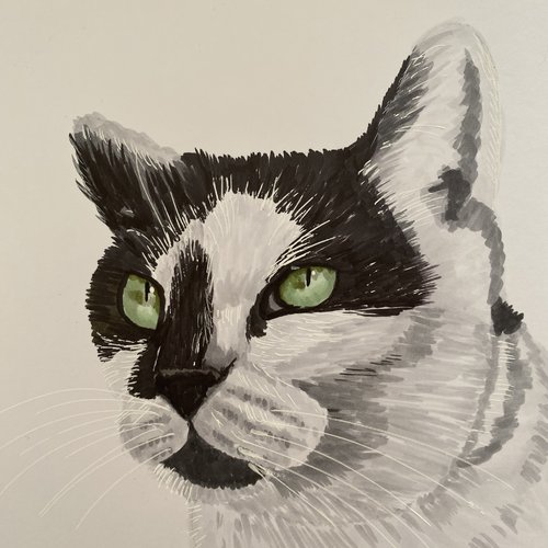 Portrait de chat